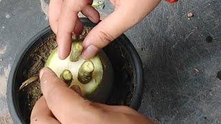 try for multiple grafting adenium bonsai#bonsai #garden #desertrose #plants #adeniuml#shorts#flowers