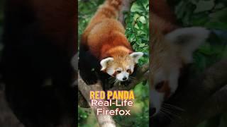 Red Panda: The Real-Life Firefox!