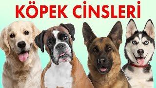 Köpek Cinsleri ve Özellikleri - Köpek Irkları 1. Bölüm | Konuşan Kedi Çeto