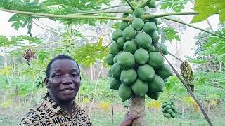 Les Papayers Hybrides ! Un forte rentabilité pour le paysan. Eco- Ferme Agroforestière Baba Green