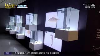 부산해양자연사박물관 '유치한 물고기' 온라인  해양생물전Busan Marine Natural History Museum