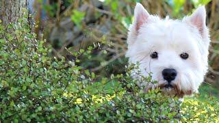 Living With a Westie on a Farm or Ranch