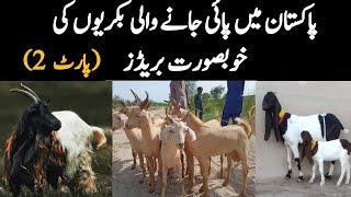 30 Beautiful Goat Breeds of Pakistan (Part 2) - Famous Goat Breeds for meat | Livestock Farming