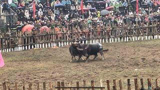 Hai Gome commune buffalo fighting festival 2024 18-14