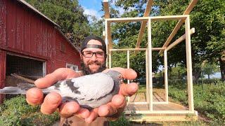 Smallest Pigeons in the World?!?! Building a Homing Pigeon Loft!!!