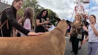 Cash 2.0 Great Dane at the Sherman Oaks street fair 2022 (1 of 11)