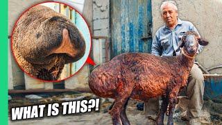 The Mutant Kardashian Sheep of Uzbekistan!!! Cooked 8 Ways!!