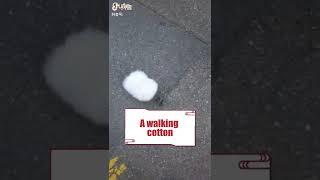 What is that cotton ball doing rolling around the ground?