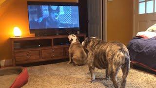 Bulldogs Frantically Warn TV Canine Of Danger in Classic Horror Scene