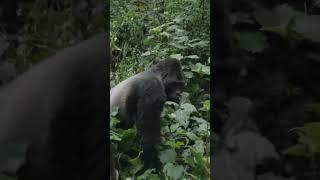 Filming Gorillas in Africa