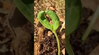 Cute #plant #vegetable #plants #backyard #garden #gardening #luffa #patola #sunny #day #short