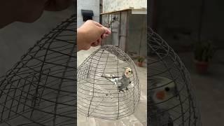 Releasing Cockatiel Parrot in Open Bird Aviary- Master Cage #cockatail #parrot