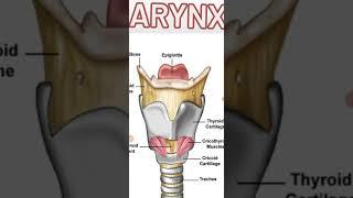 larynx || diagram of larynx || #medico #anatomy #medical #medicalstudent #biology #medicalstudent