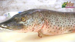 Proper cutting of fish, how to cut frozen pike, and filleted burbot,