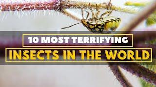 10 Most Terrifying Insects in the World | United Netizens