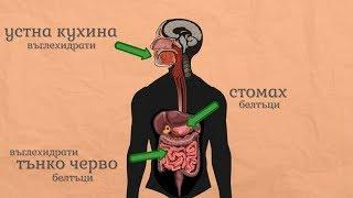 Устройство и функции на храносмилателната система - Човекът и природата 5 клас | academico