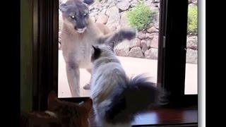 House Cat Seems Unfazed by a Giant Mountain Lion Outside Window