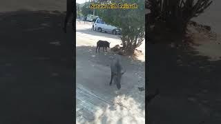 WILD BOAR  |shorts |nature |wild animals |youtubeshortsvideos |nature with rejinath