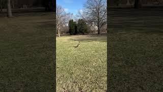 Goose all alone