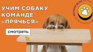 Как научить собаку команде ПРЯЧЬСЯ? Дрессировка собак в рубрике "Дай лапу"