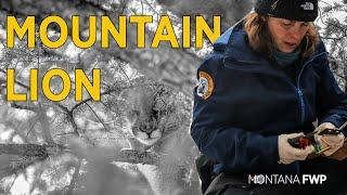 Mountain Lion Research in Southwestern Montana