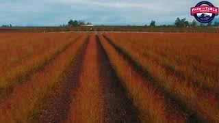 Central Valley AG