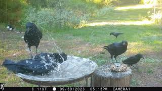 Crows are shocked when a Vulture gets on their bird bath! Look at the two guys in the background! 