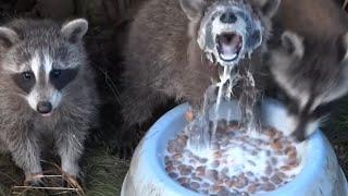 Man Feeds Raccoons Living Under His Deck