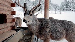 Yukon Wildlife Preserve | Whitehorse Yukon Canada Part 2 [Travel Vlog]