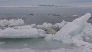 A pampered baby harp seal./今日はだだっ子なアザラシの赤ちゃん