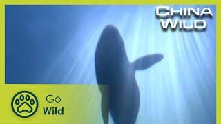 Wetlands | China Wild 4/5 | Go Wild