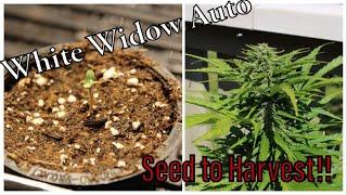White Widow Auto | Outdoor | Seed to Harvest