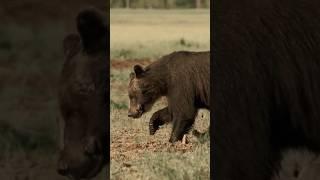 Bear Sounds