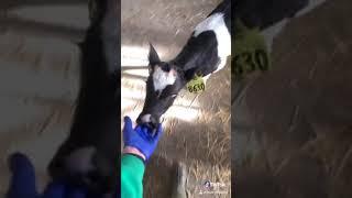 When it’s feeding time they’ll follow!