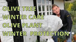 Olive Tree Winter Care.  Olive Plant Winter Protection