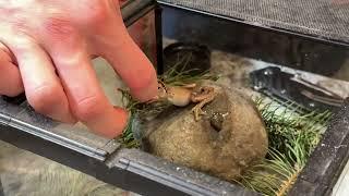  Review of Fluker's Freeze Dried Crickets, Ideal for