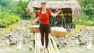 Harvesting Many Ducks Eggs Goes To The Market Sell - Take Care of My Farm | Tiểu Vân Daily Life