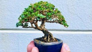 khi tôi mới tập chơi bonsai