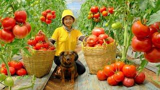 Harvesting Organic Tomatoes Garden Goes To Market Sell - Growing Tomato Plants | Tieu Lien