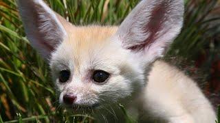 Фенек - маленькая и миленькая хищная лисичка из Африки, как выглядит. Интересные факты о Фенеке