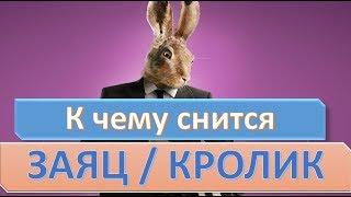 К чему снится ЗАЯЦ (КРОЛИК) | СОННИК