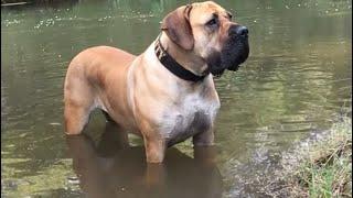 Molly the Boerboel Rogue Royalty Promotion