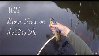 Dry Fly Fishing for Brown Trout on the Bandon River