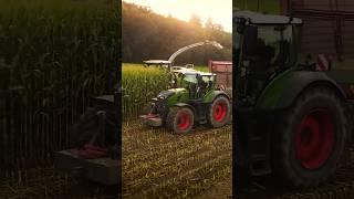 Corn  at SUNSET ️ l Nix's Farm