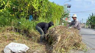 Two Crazy Guys Clear Overhanging Grass and Overgrown Sidewalks Unexpectedly Useful