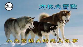 太感人，八条雪橇犬在南极艰难求生，175个日夜等待主人回来