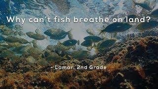 Why can't fish breathe on land?