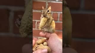 Chipmunk and long peanut ️ #youtubeviral