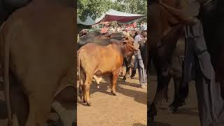 Lahore Mandi Visit #bull #cattle #fattening #livestock #bulls #farm #animals #feedlot #food #silage