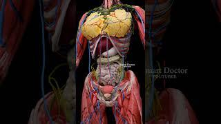 Complete Female Anatomy ️